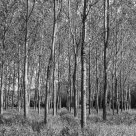 Dowry Wood